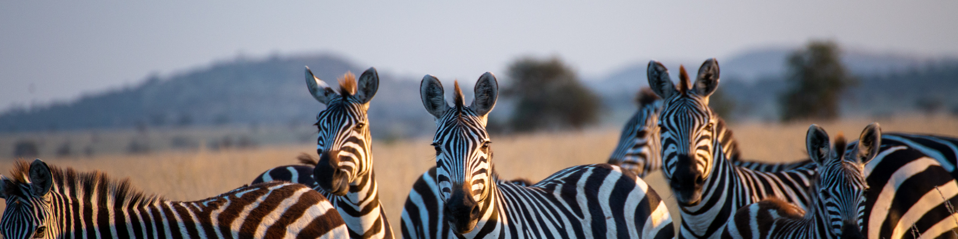 Wat leiders kunnen leren van migrerende kuddes