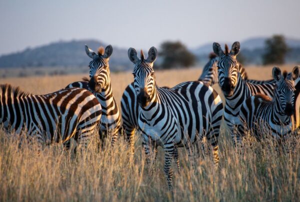 Leiders leren van migrerende kuddes
